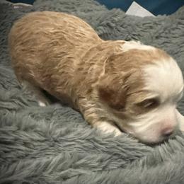 Dancer - Red female Cavapoo puppy in Bradenton, Florida from Christianna’s Mini Goldendoodles