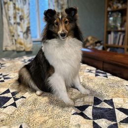 Lady - Shetland Sheepdog