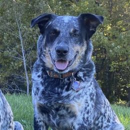 Zip - Australian Cattle Dog