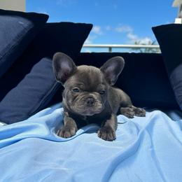 Brownie - Blue female French Bulldog puppy in Miami, Florida from Kehaulani's French Bulldogs