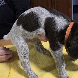 German Shorthaired Pointers from Michael Stump