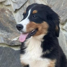 Eleven - Bernese Mountain Dog