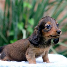Female 2 - Red female Dachshund puppy in Childress, Texas from Taylor Farms