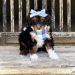 Rosalina- blue collar female - Tri-color female Bernedoodle puppy in Salt Lake County, Utah from Coco Avenue Pups