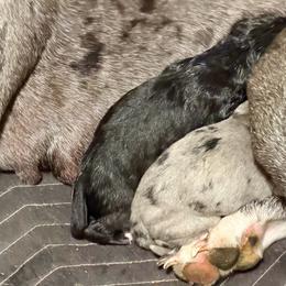 Merle - Merle male Great Dane puppy in Clayton, Washington from DaneLand Farm