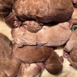 Goldendoodle puppies from Penny Doodles VA