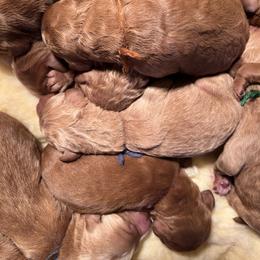 Goldendoodle puppies from Penny Doodles VA