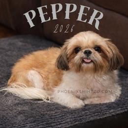 Pepper - Shih Tzu