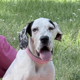 Mimosa - Black and white female Great Dane puppy in Gonzales, Louisiana from Anstatt House Of Danes