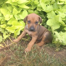 Bailey - Rd whtn blk nose female Rhodesian Ridgeback puppy in Carney, Oklahoma from River Run Parson Russell terriers & River Run Ridgebacks