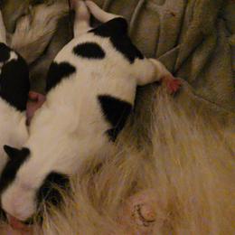 Morning - Black and white female Japanese Chin puppy in Salem, Oregon from Chinnychinchinofsalem