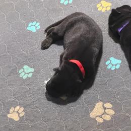 Red girl 3 - Bi-color female German Shepherd puppy in Centralia, Illinois from Janices AKC German Sheperds LLC