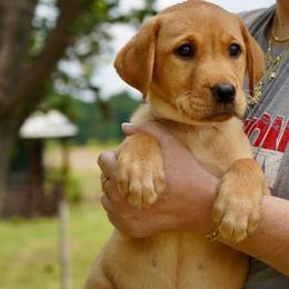 Lindsey (female)- pink collar - Yellow female Labrador Retriever puppy in Archer Lodge, North Carolina from Archer Lodge Labradors