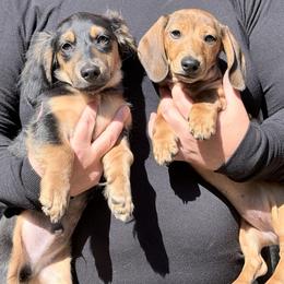 Dachshund puppies from Gypsee Dreams Doxies