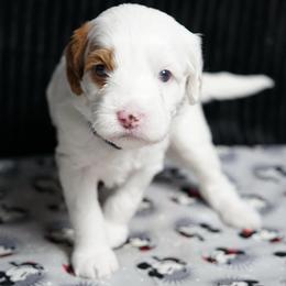 Snow - Chalk female Australian Labradoodle puppy in Fontana, California from Glory Labradoodle’s