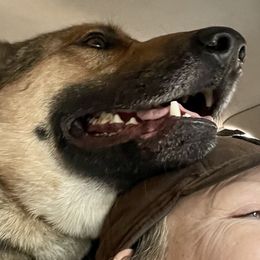Judas - German Shepherd