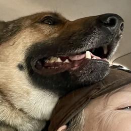 Judas - German Shepherd