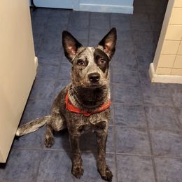 Australian Cattle Dog All Grown Up from Grog Creek Kennel