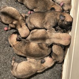 Girl 1 - Fawn female Pug puppy in Norborne, Missouri from Pug Palace
