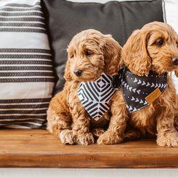 Goldendoodle Puppies from Deer Valley Doodles