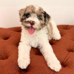 Sophia - Brown merle female Aussiedoodle puppy in Allen, Texas from Calena’s Doodles