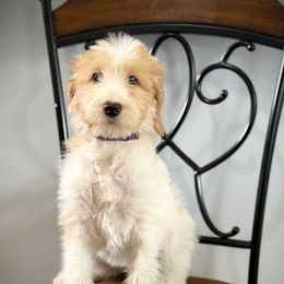 Purple Band Girl - Cream female Labradoodle puppy in Plainfield, New Jersey from Caris Paws Poodles and Doodles