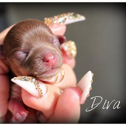 Diva - Tan and white female Yorkshire Terrier puppy in Warren, Michigan from Danielle's Yorkie Babies