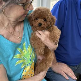 Poodle Puppies from KC Poodles of PA