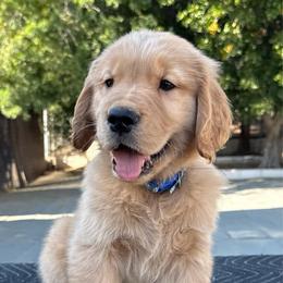 Blue Collar Boy - Golden male Golden Retriever puppy in San Jacinto, California from Golden Retriever Puppy Bliss
