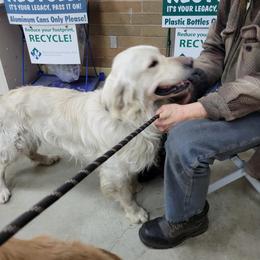 "Denali waiting in January to get heart and eyes done " Golden Retriever All Grown Up from Lenhart Goldens