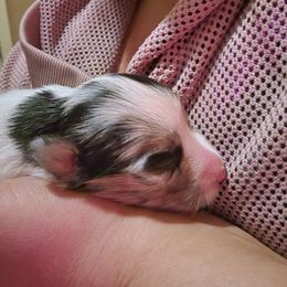 Australian Shepherd Puppies from Willow Tree Australian Shepherds