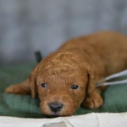 Diana - Red  female Poodle puppy in Bauxite, Arkansas from Mountain Ridge Poodles