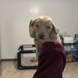 Girl 1 - Cream female Dachshund puppy in Las Animas, Colorado from J&D Dachsies
