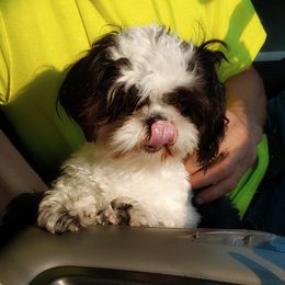 Piper  - Shih Tzu