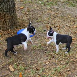 Boston Terrier and Italian Greyhound Puppies from 4Ever Boston Terriers & Italian Greyhounds