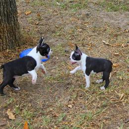 Boston Terrier and Italian Greyhound Puppies from 4Ever Boston Terriers & Italian Greyhounds
