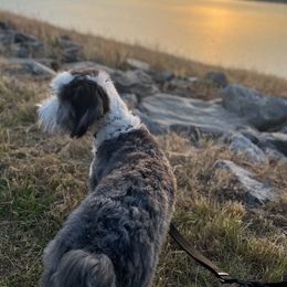 Old English Sheepdog, Poodle, and Sheepadoodle Puppies from Love Tallulah Sheepadoodles LLC