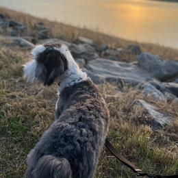 Old English Sheepdog, Poodle, and Sheepadoodle Puppies from Love Tallulah Sheepadoodles LLC