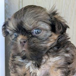 Tiny liver girl - Chocolate and tan female Shih Tzu puppy in Amherst, Maine from McKayla Hairston