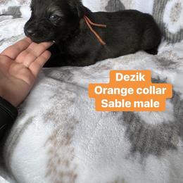 Dezik - Sable male German Shepherd puppy in New Cambria, Missouri from Des Hausraben Shepherds