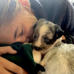 Miniature Australian Shepherd and Toy Australian Shepherd Puppies from Pawesome Lil Aussies