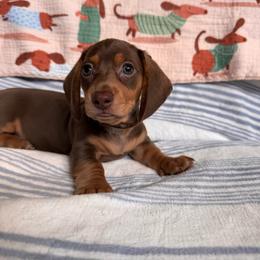 Kona - Chocolate and cream male Dachshund puppy in Jacksonville, Florida from Florida Dippin’ Dachshunds & Aussiedoodles