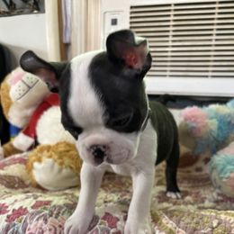 Tippy - Brindle and white male Boston Terrier puppy in Alabama from Southern Bulldogs