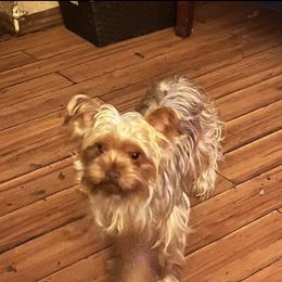 Ginger - Yorkshire Terrier