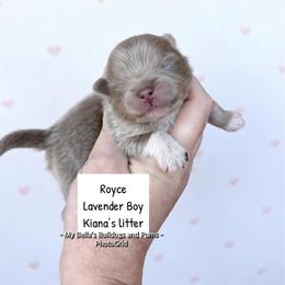 Royce - Lavender male Pomeranian puppy in Inola, Oklahoma from My Bella’s Pomeranians