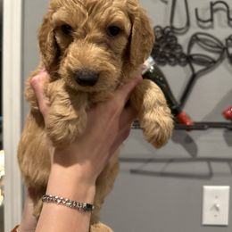 Girl 1 - female Goldendoodle puppy in Pueblo West, Colorado from German Family Goldendoodles
