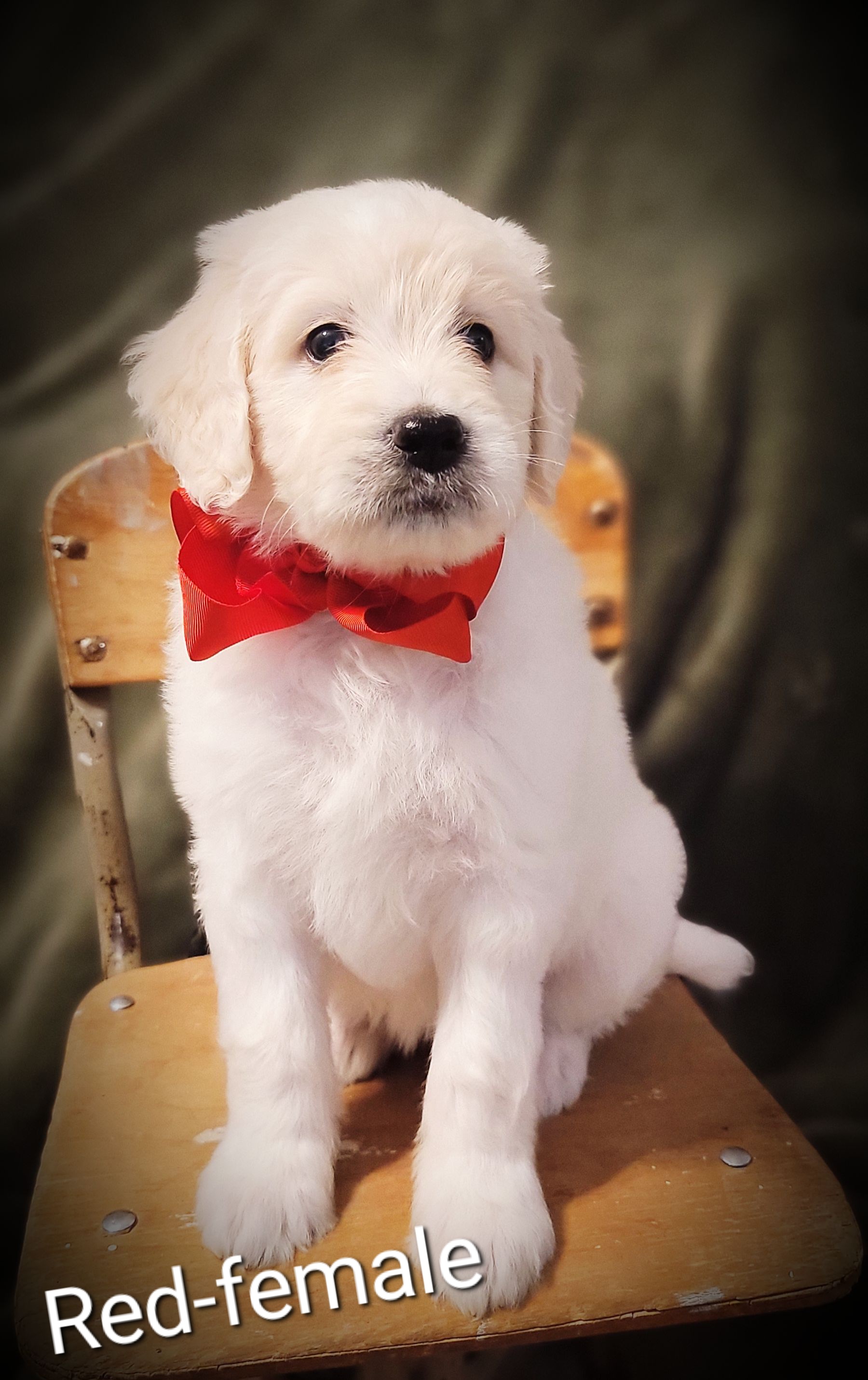 Goldendoodle Puppies from Barkley Lane Doodles