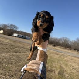 Cupid - Black and tan male Dachshund puppy in Mc Alester, Ok, Oklahoma from New Hope Miniature Dachshunds