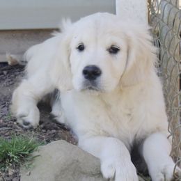 Golden Retrievers from The Gilbert Farms