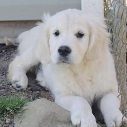 Golden Retrievers from The Gilbert Farms